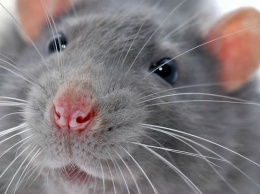 У человека впервые обнаружили крысиный гепатит
