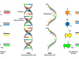 ДНК-биомаркеры могут передаваться следующим поколениям