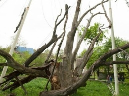 В Запорожье срубят 700-летний дуб?