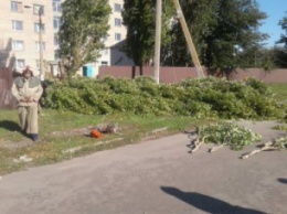 Жительницу Запорожской области убило веткой дерева - СМИ