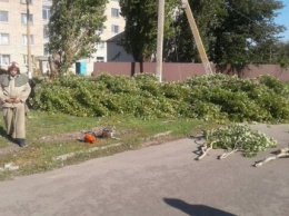 В Запорожской области женщину убило током из-за упавшей ветки дерева