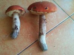 На Закарпатье - недостаток грибов, грибники разочарованы