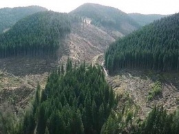 Из-за лазейки в законодательстве в Карпатах массово вырубают редкие леса