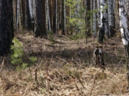 Пропавшую жительницу Запорожской области нашли мертвой в лесу
