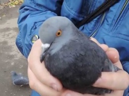 На Днепропетровщине спасатели вытаскивали застрявшего в вытяжке голубя
