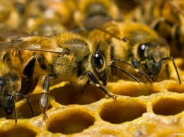 В Украине собираются усилить ответственность за отравление пчел химикатами