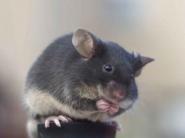 В Китае родились мыши от однополой пары