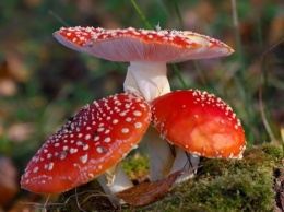 Отец и дочь умерли в Херсонской области, отравившись грибами