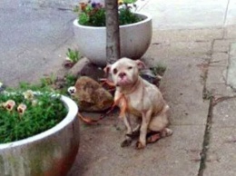 Курьер нашел собаку привязанной к дереву - и дал ее хозяину ценный урок!