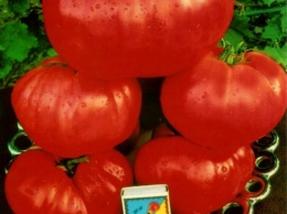 Под Днепром вырастили гигантские помидоры (ФОТО)