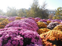 В Бердянске будет больше цветов
