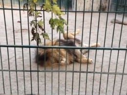 В сети появилось видео, как хищники запорожского зоопарка хором закат провожают