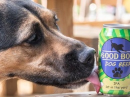 В США начали варить пиво для собак - с куркумой