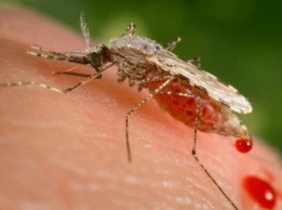 В Харькове зафиксирован восьмой за год случай малярии