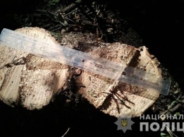 На юге Одесской области пресекли незаконную вырубку леса