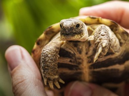 Черепахи стремительно вымирают. Ученые бьют тревогу
