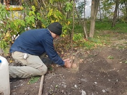 Озеленительные курьезы: в Бердянске людей, которые высаживали деревья, пытались привлечь к админ ответственности