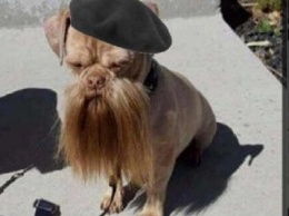 «Сенсей и разрушитель мифов»: В Сети нашли фото смешной собаки