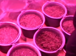 Житель Одесской области развернул дома нарколабораторию: изъято 40 кг марихуаны