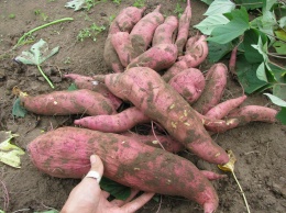 20 тонн сладкого картофеля: одесские поля покоряет экзотический корнеплод