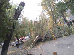 Упавшие деревья в Першотравенске травмировали горожан