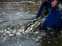 В Каховское водохранилище выпустили более шести тонн мальков рыбы