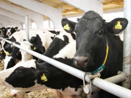 На ферме под Харьковом коров доит рука робота