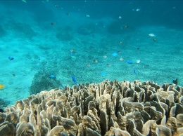 Коралловые рифы Окинавы