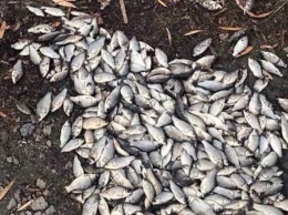 Патруль отобрал у рыбаков в Киевской области более 100 кг незаконной рыбы