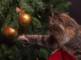 В Днепр привезут новогоднюю елку из Тернопольщины: где будет стоять