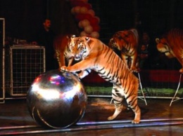 В цирках Португалии запретили использовать диких животных