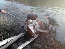 На Днепропетровщине сотрудники Службы по ЧС спасли кошку, собаку и корову