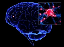 На продолжительность жизни влияет количество нейронов в мозге - ученые