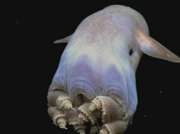 У берегов США ученые запечатлели ушастого осьминога