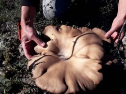 Необычная находка: Запорожец обнаружил гигантских размеров гриб (ФОТО)
