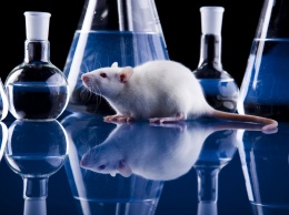 Новый спрей от гриппа испытали на мышах