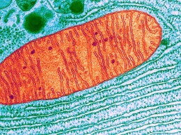 Гибрид бактерий и дрожжей раскрыл загадки происхождения митохондрий