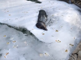 В парке «Тайган» произошла диверсия против тюленя