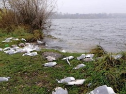 В Тернополе нашли мертвыми около сотни птиц