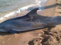 Очередного погибшего дельфина нашли на берегу Таганрогского залива