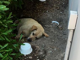 Собака валялась в грязи: семья ушла и бросила ее. Вот что было потом