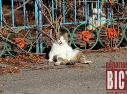 В Запорожской области сфотографировали кота в забавном положении (ФОТО)