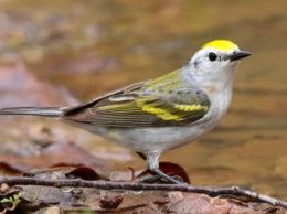 Орнитологи обнаружили в дикой природе птицу - гибрид трех видов
