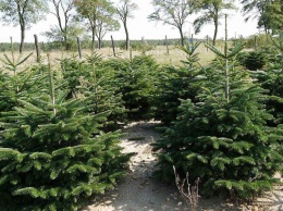 Лесхоз на Полтавщине уже озвучил цены на елки