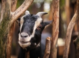 В Херсоне владельца козы оштрафовали за ДТП
