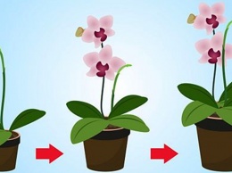 9 правил, чтобы орхидея цвела круглый год