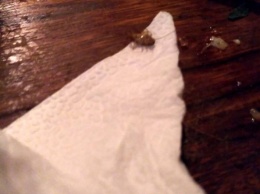 Фотофакт: Рядом с посетителями кафе разгуливают тараканы