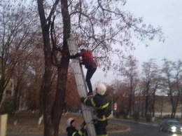 На Днепропетровщине мальчика снимали с дерева