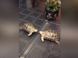 Драку черепахи с "врагом" в зеркале сняли на видео