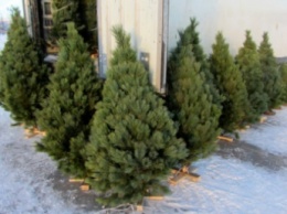 Где в Мелитополе новогодними елками торговать будут (адреса)